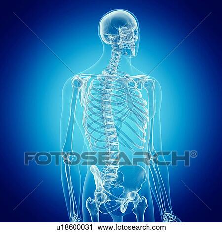 Illustration of the human skeleton View Large Photo Image Stock Image - Illustration of the human skeleton. Fotosearch