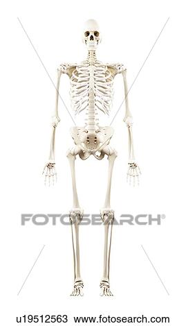 Illustration of the human skeleton View Large Photo Image Stock Image - Illustration of the human skeleton. Fotosearch