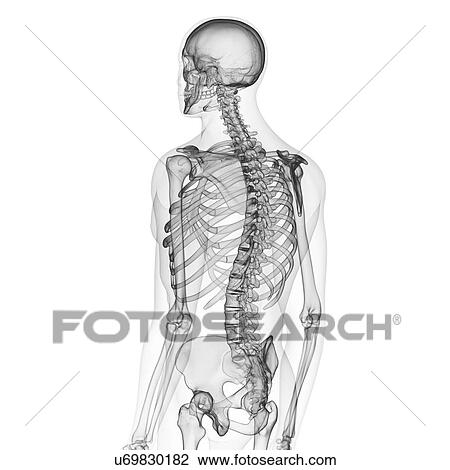 Stock Image - Illustration of the human skeleton. Fotosearch