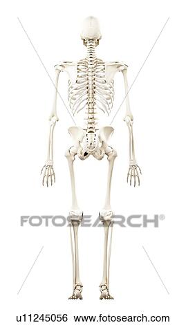 Illustration of the human skeleton View Large Photo Image Stock Photograph - Illustration of the human skeleton. Fotosearch