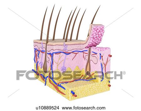 Picture - Illustration of the human skin. Fotosearch