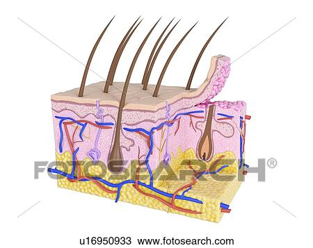 Stock Image - Illustration of the human skin. Fotosearch