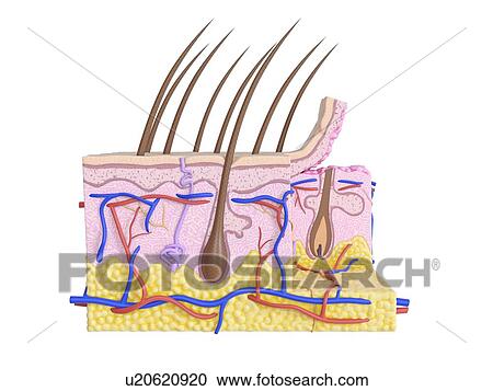 Stock Image - Illustration of the human skin. Fotosearch