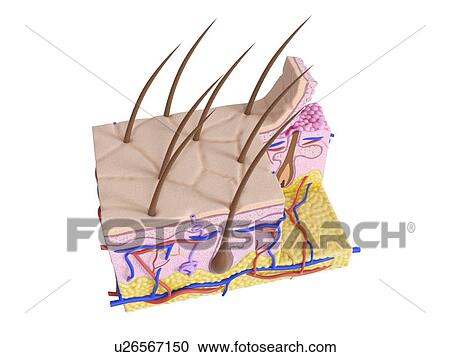 Stock Image - Illustration of the human skin. Fotosearch