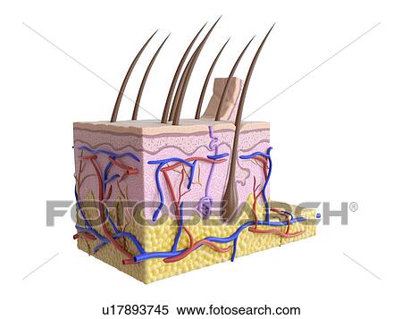 Illustration of the human skin View Large Photo Image Stock Photography - Illustration of the human skin. Fotosearch
