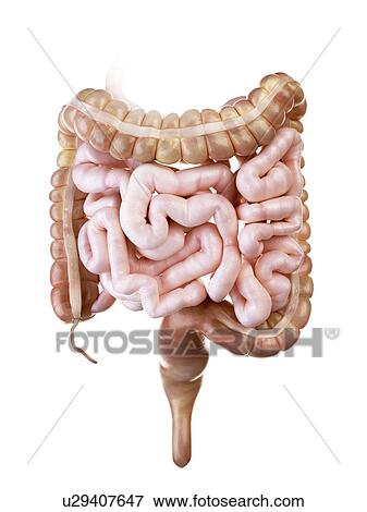 Illustration of the human small and large intestine View Large Photo Image Stock Photo - Illustration of the human small and large intestine. Fotosearch