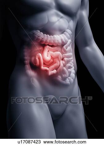 Illustration of the human small intestine View Large Photo Image Stock Image - Illustration of the human small intestine. Fotosearch