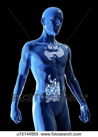 Illustration of the human small intestine View Large Photo Image Stock Photography - Illustration of the human small intestine. Fotosearch