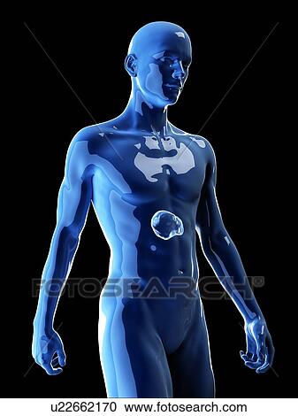 Stock Image - Illustration of the human spleen. Fotosearch