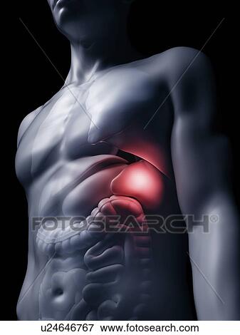 Stock Photo - Illustration of the human spleen. Fotosearch