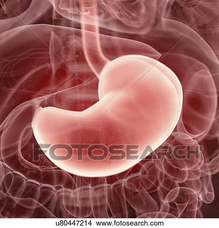 Illustration of the human stomach View Large Photo Image Picture - Illustration of the human stomach. Fotosearch