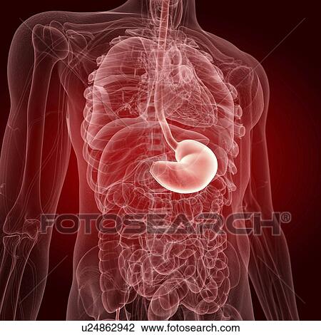 Stock Image - Illustration of the human stomach. Fotosearch