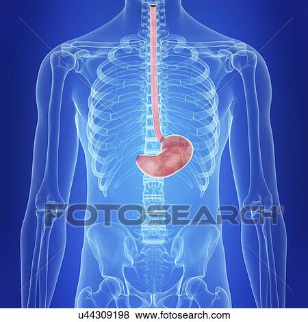 Stock Photo - Illustration of the human stomach. Fotosearch
