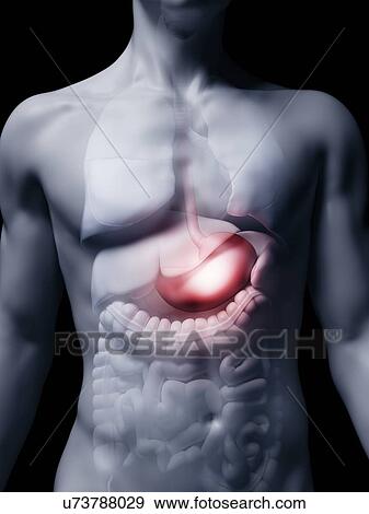 Illustration of the human stomach View Large Photo Image Stock Photo - Illustration of the human stomach. Fotosearch