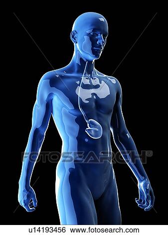 Stock Photograph - Illustration of the human stomach. Fotosearch