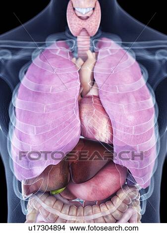 Illustration of the human thorax anatomy View Large Photo Image Picture - Illustration of the human thorax anatomy. Fotosearch