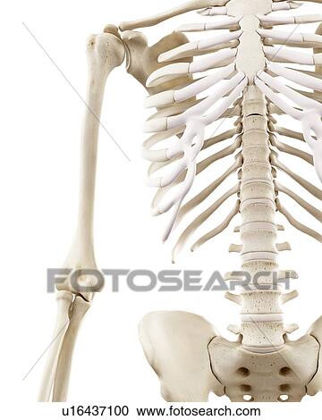 Stock Image - Illustration of the human thorax. Fotosearch