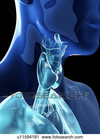 Illustration of the human thyroid and larynx View Large Photo Image Stock Image - Illustration of the human thyroid and larynx. Fotosearch