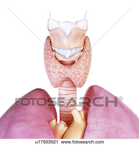 Stock Image - Illustration of the human thyroid gland and larynx. Fotosearch