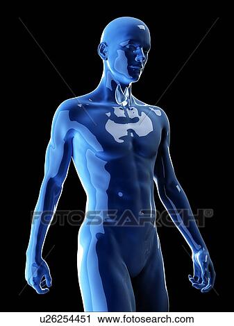 Illustration of the human thyroid gland View Large Photo Image Stock Image - Illustration of the human thyroid gland. Fotosearch