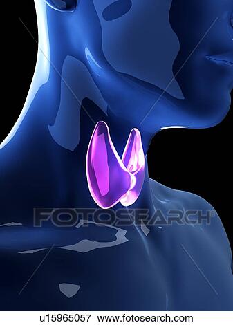 Stock Photo - Illustration of the human thyroid gland. Fotosearch