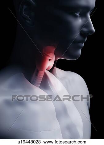 Illustration of the human thyroid gland View Large Photo Image Stock Photo - Illustration of the human thyroid gland. Fotosearch