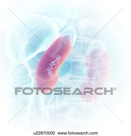 Stock Image - Illustration of the kidneys. Fotosearch