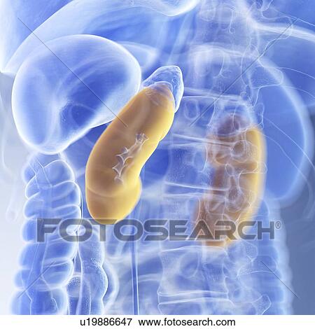 Stock Photo - Illustration of the kidneys. Fotosearch