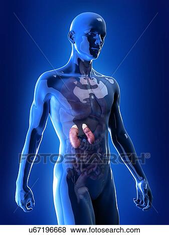 Stock Photo - Illustration of the kidneys. Fotosearch