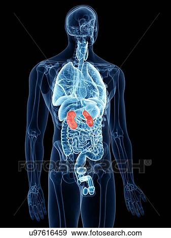 Stock Photo - Illustration of the kidneys. Fotosearch