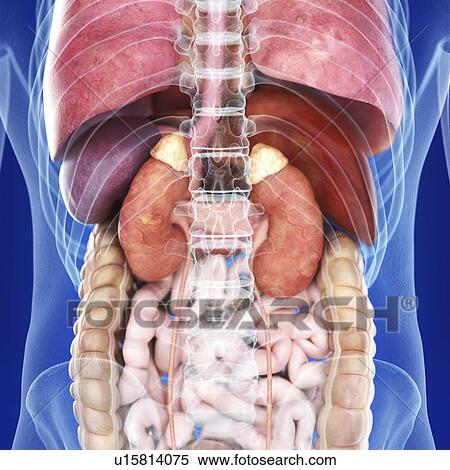 Stock Photography - Illustration of the kidneys. Fotosearch