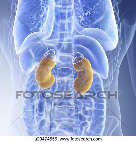 Stock Photography - Illustration of the kidneys. Fotosearch