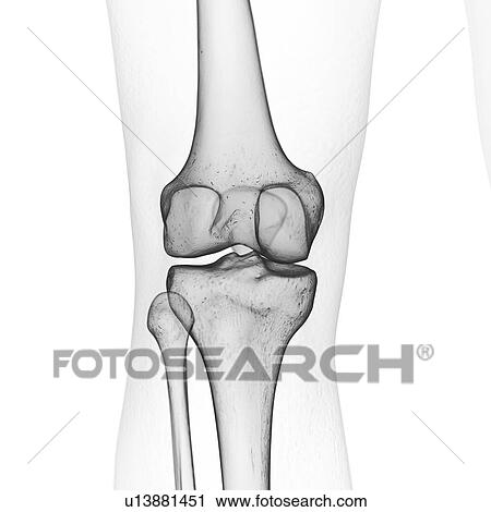 Stock Image - Illustration of the knee bones. Fotosearch