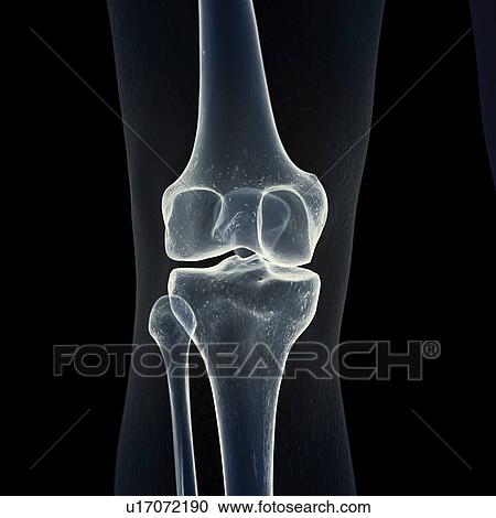 Stock Image - Illustration of the knee bones. Fotosearch