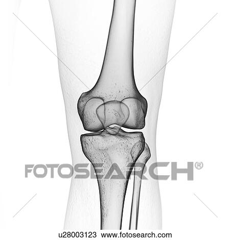 Stock Image - Illustration of the knee bones. Fotosearch