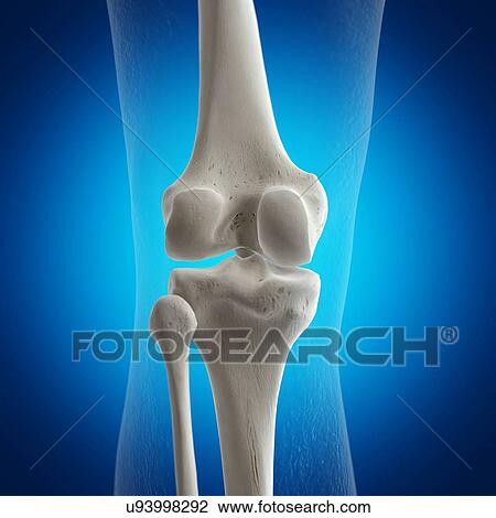 Stock Image - Illustration of the knee bones. Fotosearch
