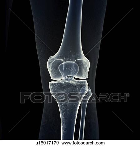 Illustration of the knee bones View Large Photo Image Stock Photo - Illustration of the knee bones. Fotosearch