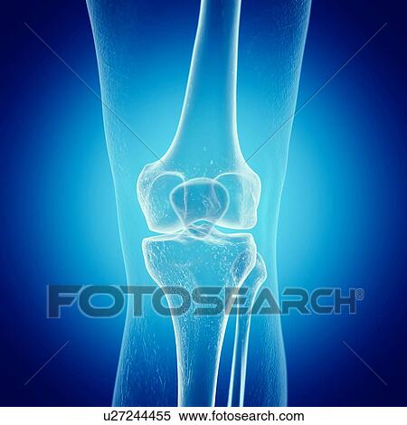 Illustration of the knee bones View Large Photo Image Stock Photography - Illustration of the knee bones. Fotosearch
