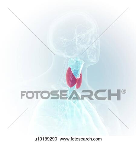 Illustration of the larynx View Large Photo Image Stock Image - Illustration of the larynx. Fotosearch