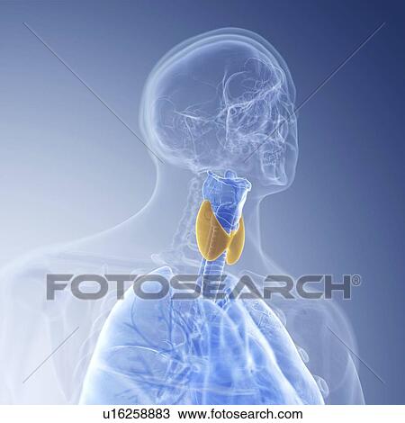 Illustration of the larynx View Large Photo Image Stock Image - Illustration of the larynx. Fotosearch