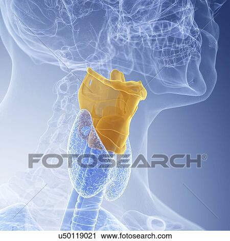 Stock Image - Illustration of the larynx. Fotosearch