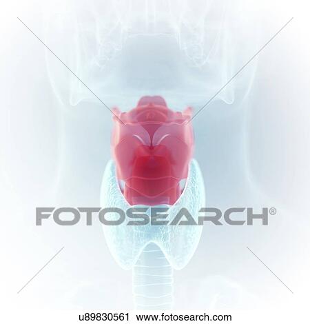 Stock Image - Illustration of the larynx. Fotosearch