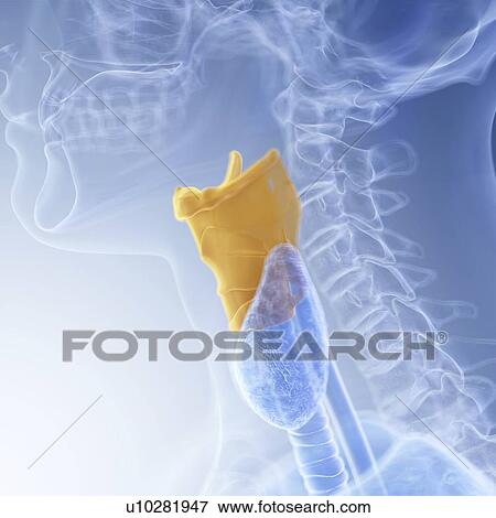 Stock Photo - Illustration of the larynx. Fotosearch