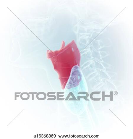 Stock Photo - Illustration of the larynx. Fotosearch