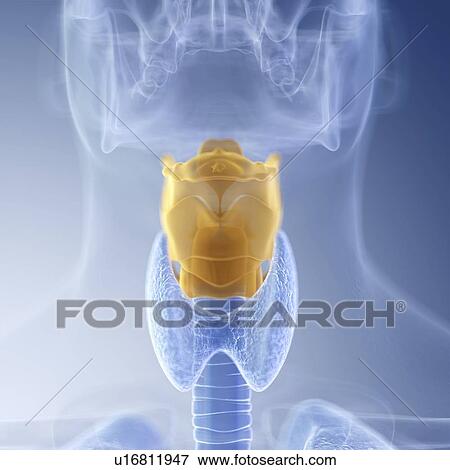 Illustration of the larynx View Large Photo Image Stock Photo - Illustration of the larynx. Fotosearch