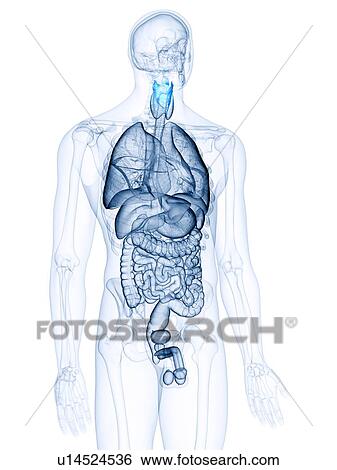 Illustration of the larynx View Large Photo Image Stock Photograph - Illustration of the larynx. Fotosearch