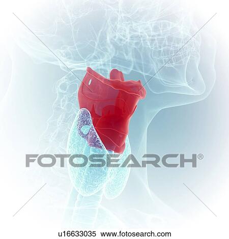 Illustration of the larynx View Large Photo Image Stock Photography - Illustration of the larynx. Fotosearch