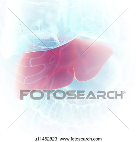 Illustration of the liver View Large Photo Image Stock Image - Illustration of the liver. Fotosearch