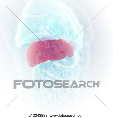 Stock Image - Illustration of the liver. Fotosearch