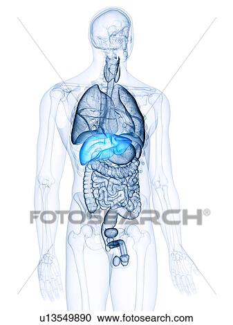 Stock Image - Illustration of the liver. Fotosearch